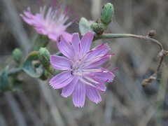 Stephanomeria cichoriacea
