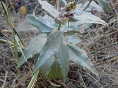 Stephanomeria cichoriacea