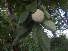 Annona macroprophyllata