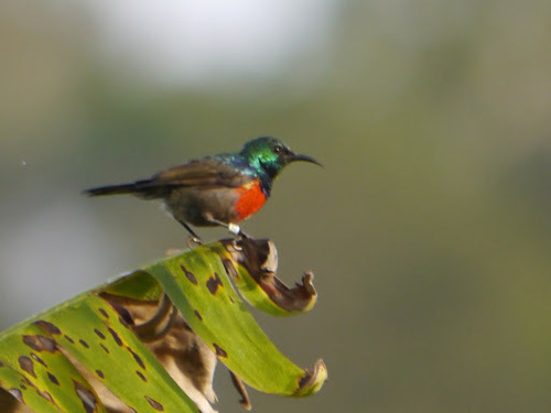Cinnyris chloropygius