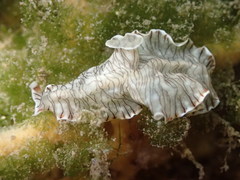 Prostheceraeus crozieri