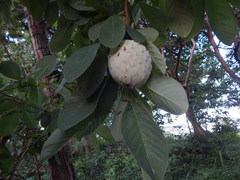 Annona macroprophyllata