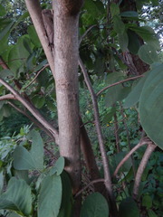 Annona macroprophyllata