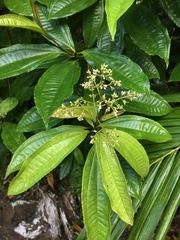 Miconia prasina
