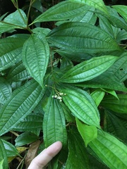 Miconia prasina