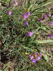Penstemon azureus