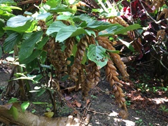 Flemingia strobilifera