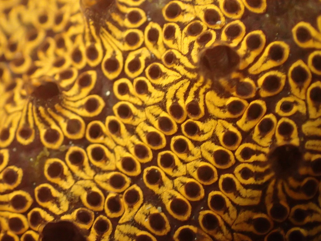 Botrylloides niger