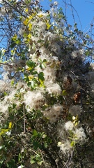 Clematis pauciflora