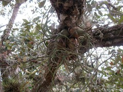 Tillandsia pseudobaileyi