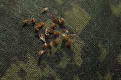 Eleocharis mamillata