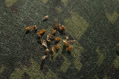 Eleocharis mamillata