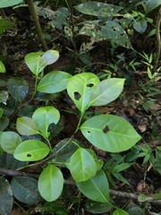 Coccoloba pyrifolia