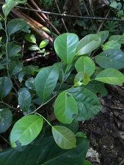 Coccoloba pyrifolia