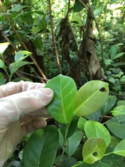 Coccoloba pyrifolia