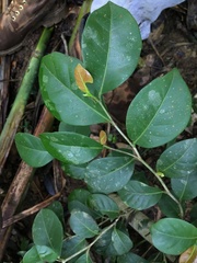 Coccoloba pyrifolia