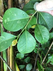 Coccoloba pyrifolia