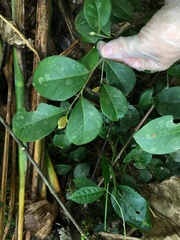 Coccoloba pyrifolia