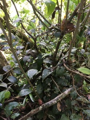 Coccoloba pyrifolia