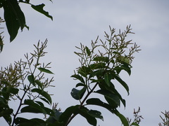 Terminalia paniculata