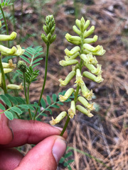 Astragalus collinus