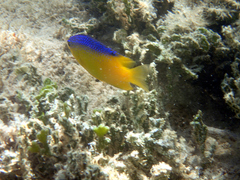 Stegastes leucostictus