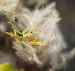Clematis pauciflora
