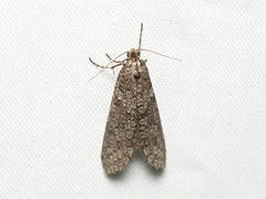 Lepidoscia euryptera