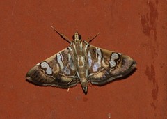 Chabula telphusalis