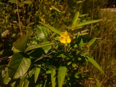 Ludwigia alternifolia