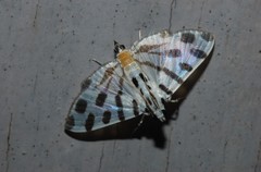 Pycnarmon jaguaralis