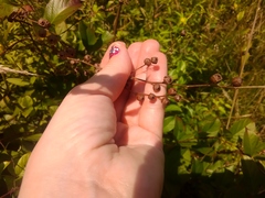 Ludwigia alternifolia