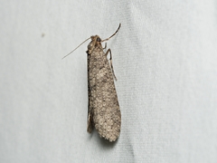 Lepidoscia euryptera