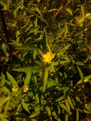 Ludwigia alternifolia