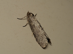 Lepidoscia euryptera