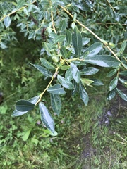 Salix kochiana
