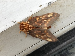 Citheronia bellavista