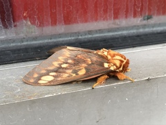 Citheronia bellavista