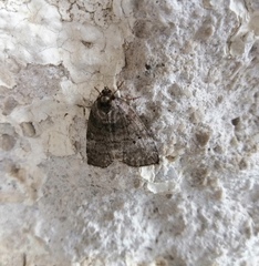 Ochropacha duplaris