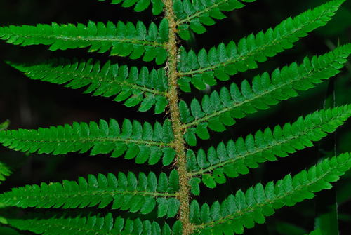soft shield fern