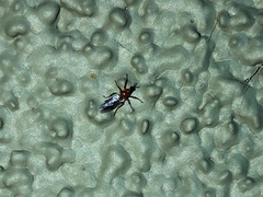 Dilophus occipitalis