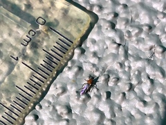 Dilophus occipitalis