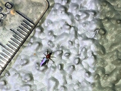 Dilophus occipitalis