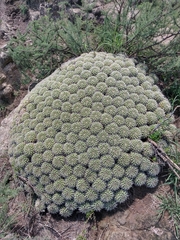 Mammillaria compressa compressa