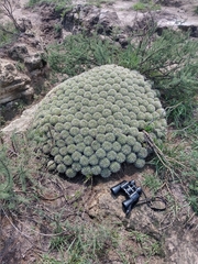 Mammillaria compressa compressa