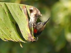Cinnyris chloropygius