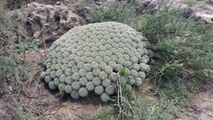 Mammillaria compressa compressa