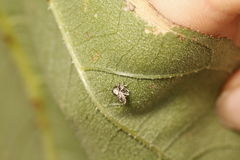 Cylindrocopturus adspersus