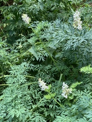 Corydalis caseana brachycarpa