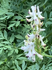 Corydalis caseana brachycarpa